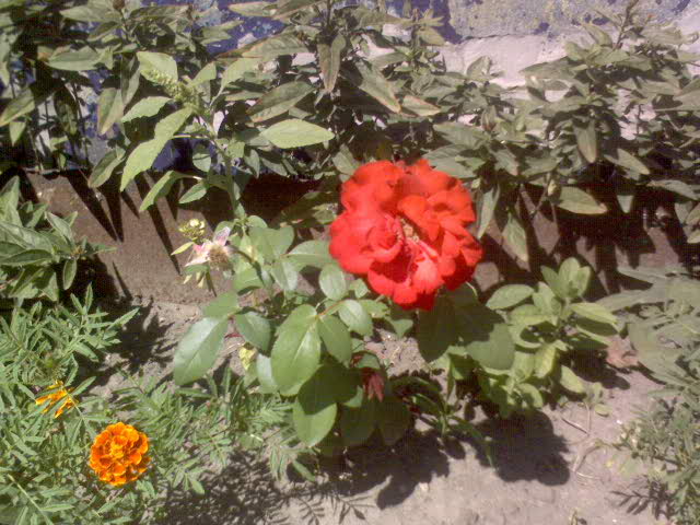 Компактная роза «Lilli Marlene» цветёт до морозов. Хороша для балконов, террас, палисадников