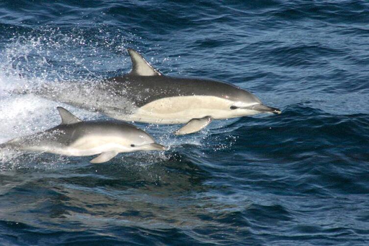 Дельфины-белобочки