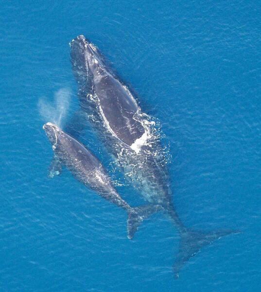 Самка южного кита с детёнышем