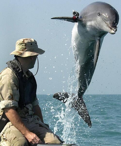 Боевой дельфин по кличке KDog выполняет разминирование в Персидском заливе во время войны в Ираке