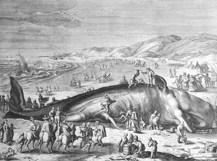 Разделка туши кашалота на рисунке 1598 года
