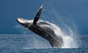 Викторина о китах и дельфинах - 4. Как киты прыгают, рожают и поют песни?