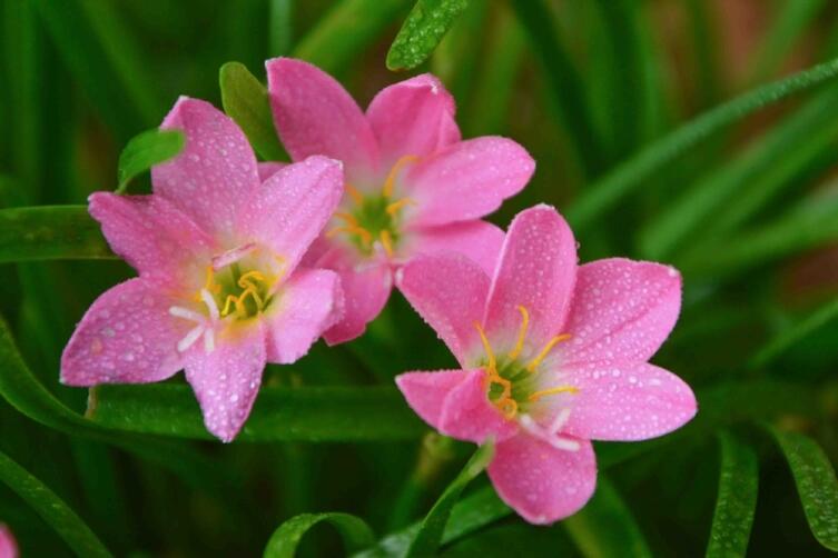 Зефирантес — род цветковых растений семейства Амариллисовые