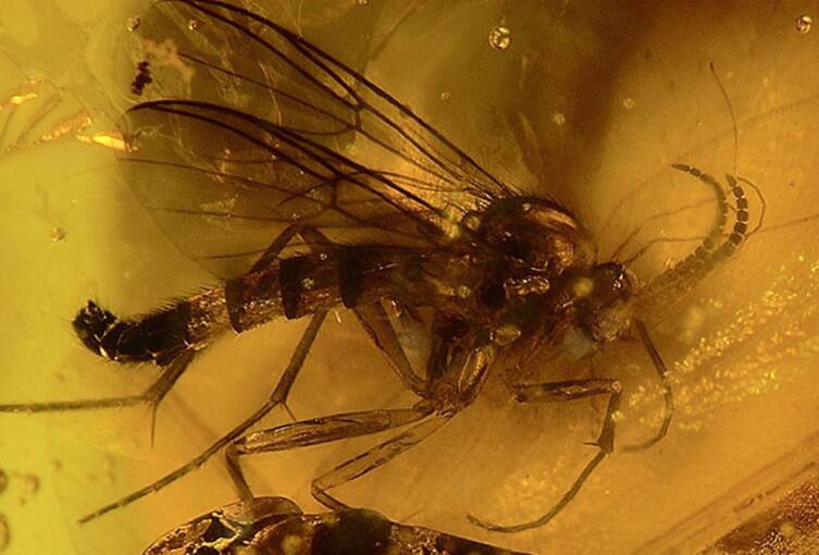 Carmenelectra shechisme — ископаемая муха, запечатанная в янтаре