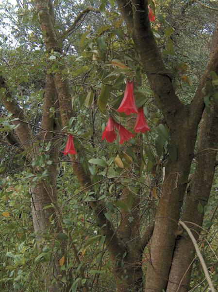 Лапажерия (Lapageria rosea)