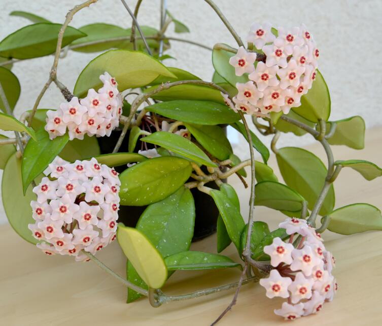 Цветущая Хойя мясистая или Восковой плющ (Hoya carnosa)