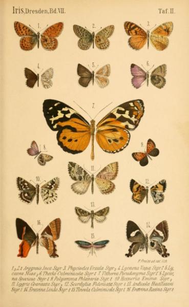 Бабочки из рода Madeleinea