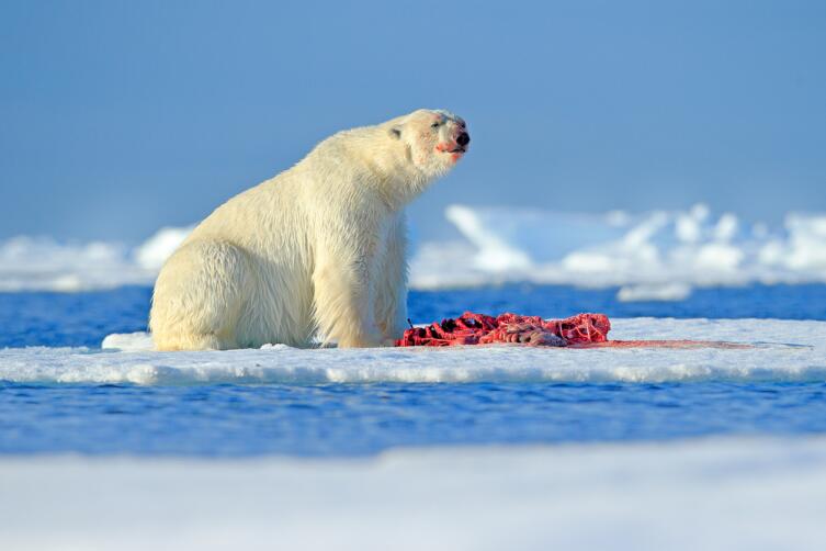 Хитрости выживания животных. Как прожить в Северном Ледовитом океане?