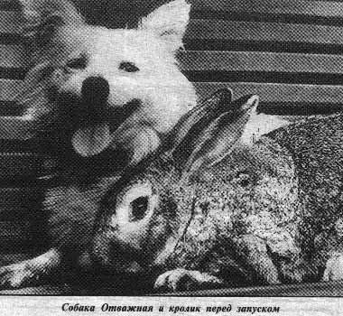 Собака-космонавт Отважная и кролик-космонавт Серый