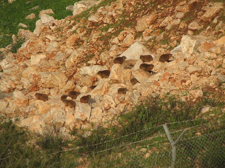 Колония капских даманов на севере Израиля