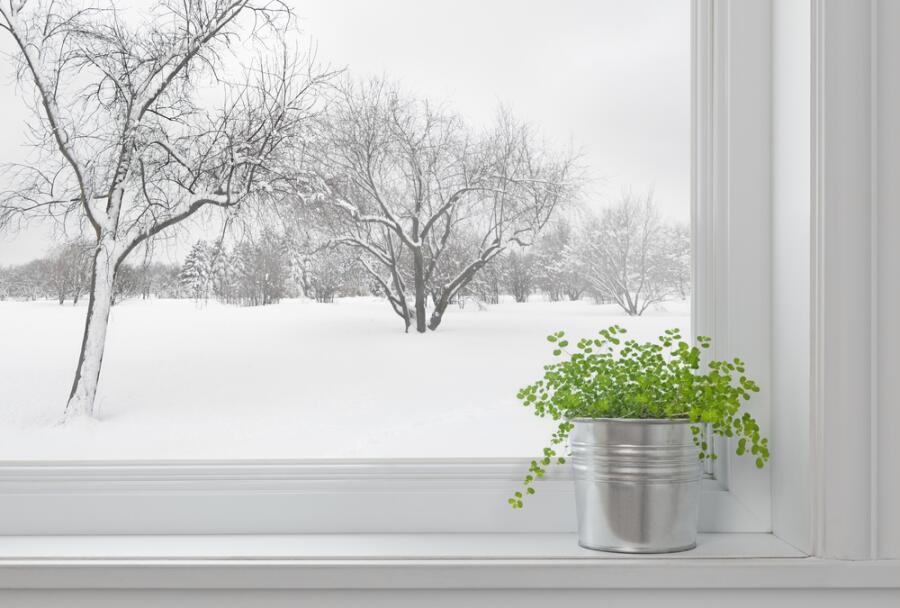 Как перевозить комнатные растения зимой?