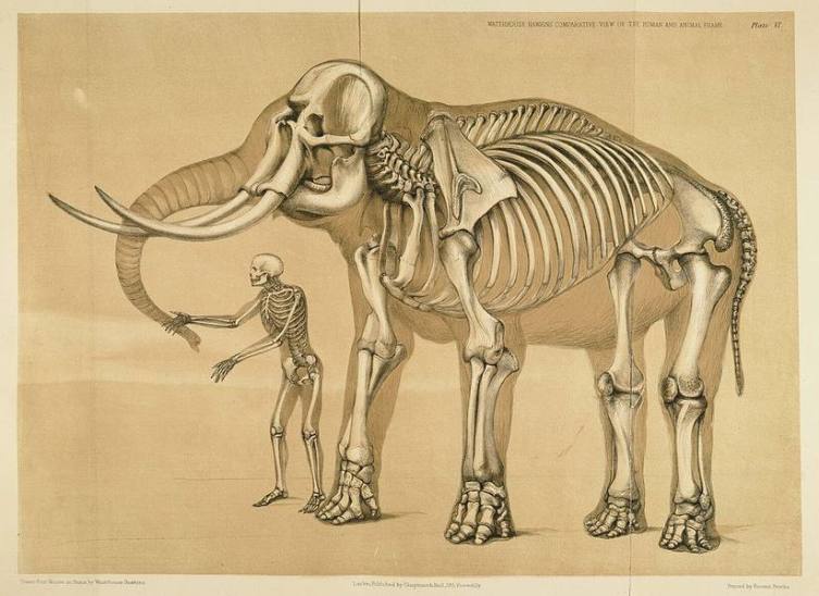 Хокинс, «Человек и слон», 1860 г.