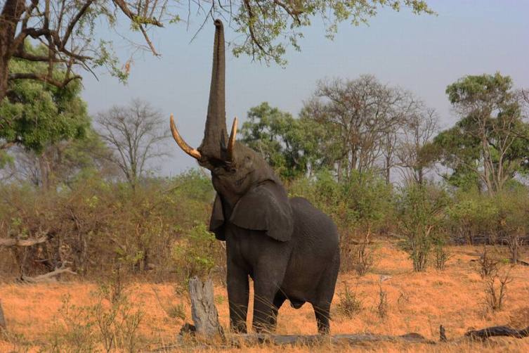 Слонопедия–2. Зачем дарят белого слона?