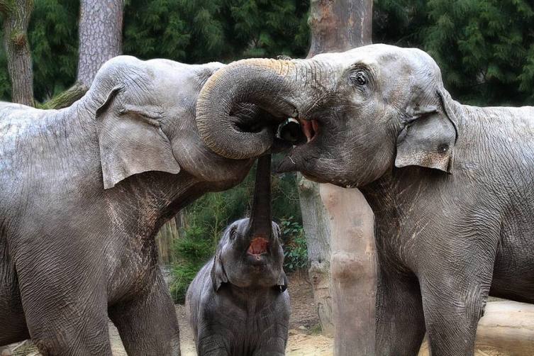 Слоны приветствуют друг друга