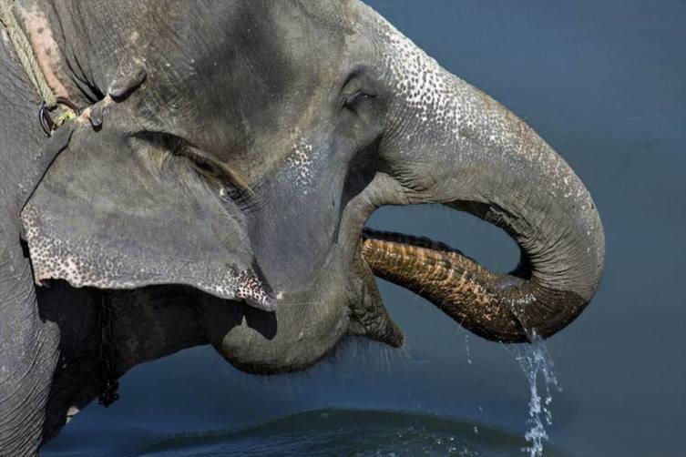 Слонопедия–2. Зачем дарят белого слона?
