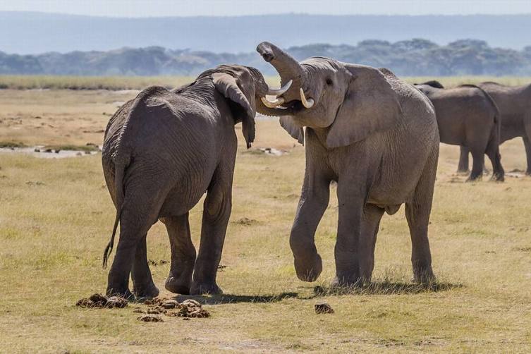 Слонопедия–3. Что мы знаем о слоновой кости и слоновьих кладбищах?