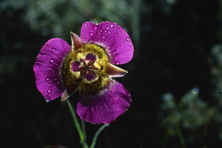 Калохортус - цветок, умеющий слушать. Как вырастить его в своем саду?