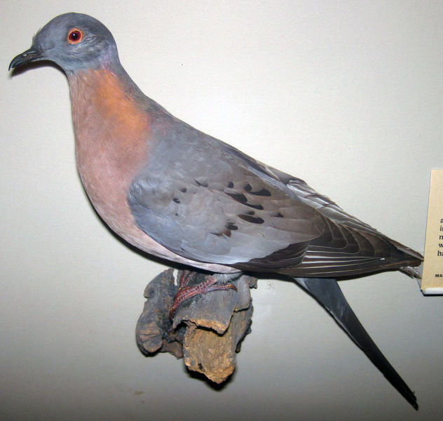 Чучело самца странствующего голубя в Филдовском музее естественной истории