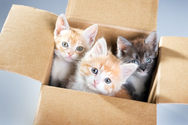Кошки и коробки. В чем секрет любви?