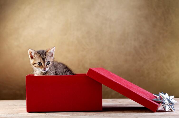 Кошки и коробки. В чем секрет любви?