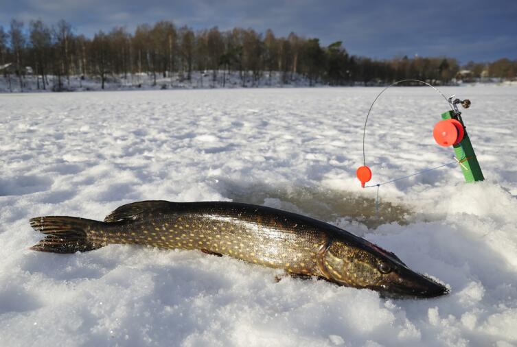 В чем прелесть зимней рыбалки?