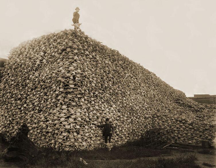 Гора из черепов убитых бизонов, США, 1870 год