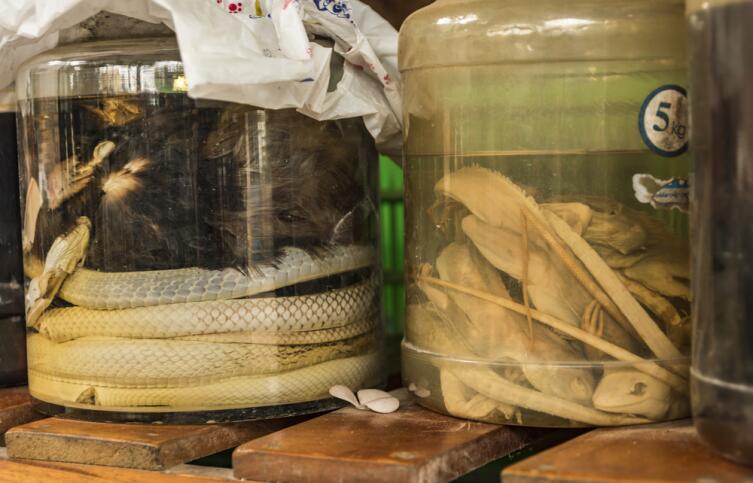 Желчь только что освежеванной змеи — одно из излюбленных укрепляющих средств китайцев