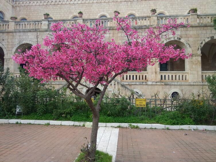 Цветущее миндальное дерево — символ наступления весны