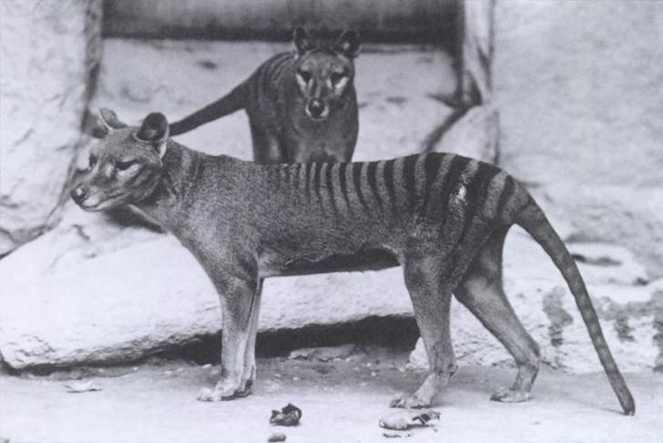 Сумчатые волки в нью-йоркском зоопарке, 1902 год