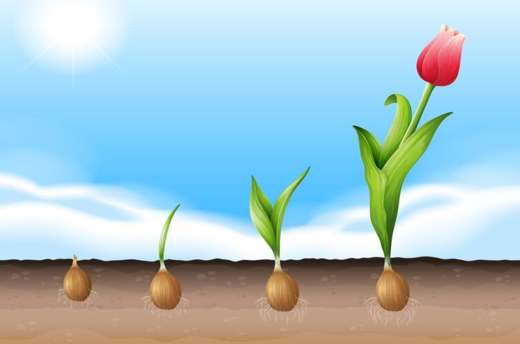 Как вырастить тюльпаны дома?