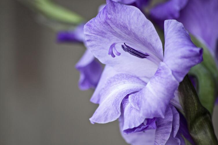 Фиолетовый гладиолус
