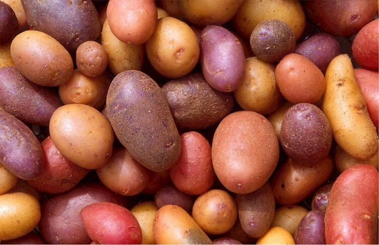 Как избежать «битвы за урожай» на дачном участке? Выращивание картофеля. Подготовка