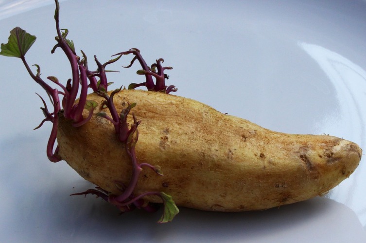 Как избежать «битвы за урожай» на дачном участке? Выращивание картофеля. Технология