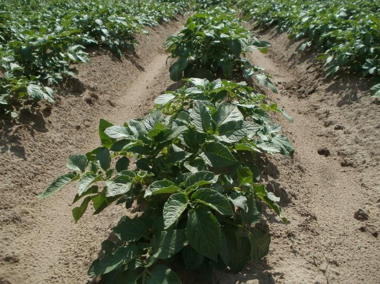 Как избежать «битвы за урожай» на дачном участке? Выращивание картофеля. Технология