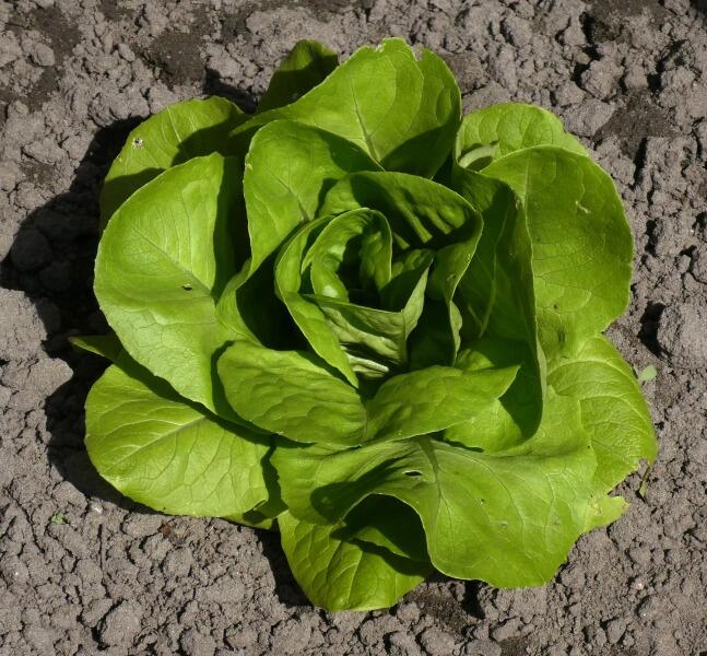 Как вырастить салат полезным и вкусным?