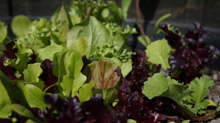 Как вырастить салат полезным и вкусным?