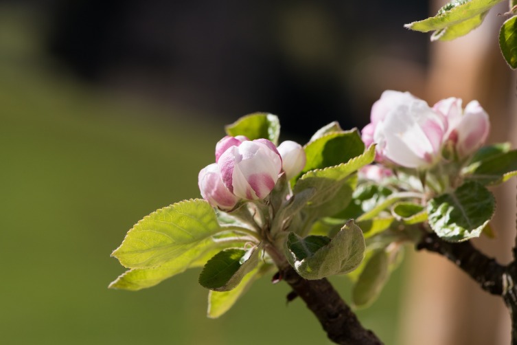 Нужно ли обрывать цветки у яблони?