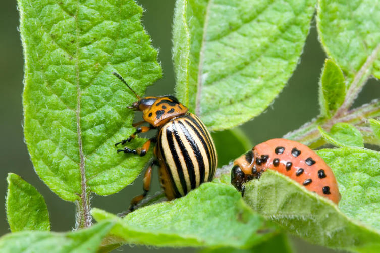 Колорадский жук и личинка (справа)