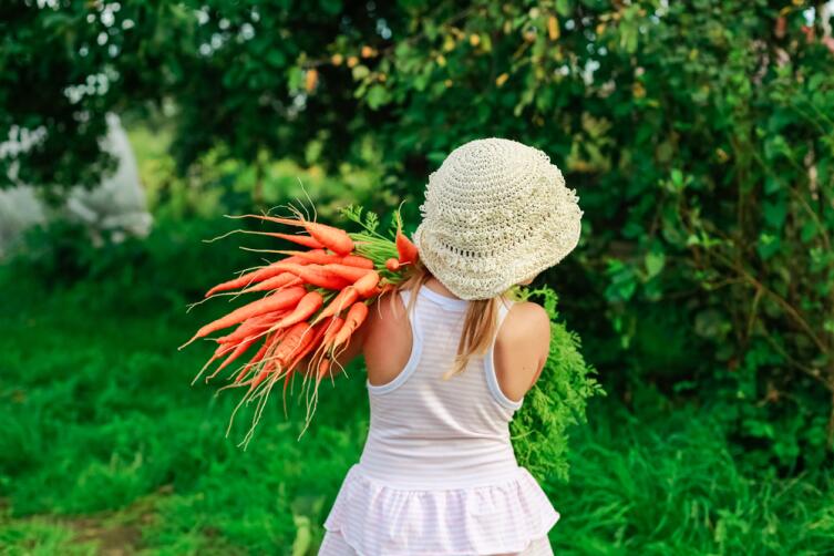 Любовь – морковь! Как вырастить хороший урожай моркови?