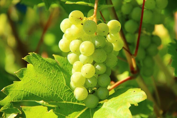 Виноград развивает корни вглубь на 8−10 метров, а по горизонтали — на 4−6 метров