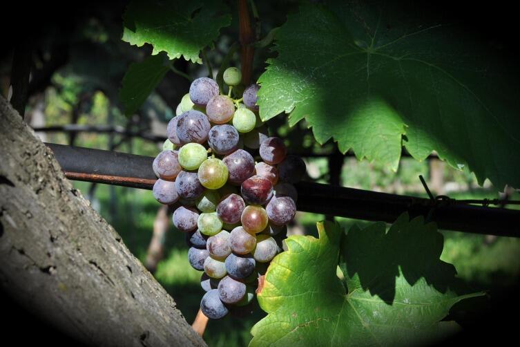 Виноград дает высокий урожай только при наличии развитой корневой системы