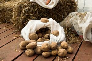 Как выращивать  картофель под сеном? Фотоотчёт
