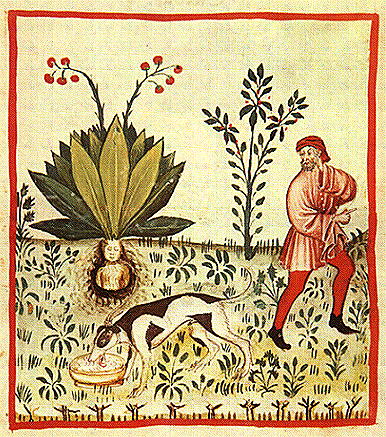Антропоморфное изображение мандрагоры из средневекового медицинского трактата «Tacuinum sanitatis»