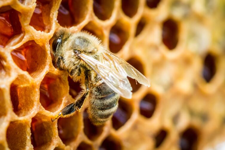 Пчелы важны не только, как производители меда, но и как опылители