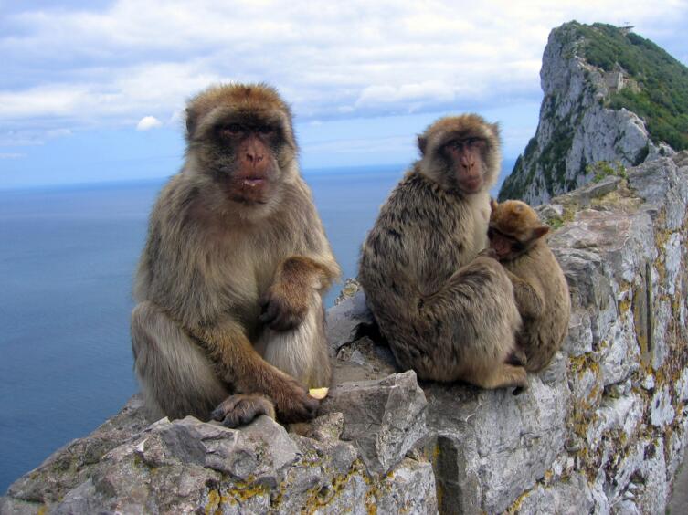 Семейство бесхвостых макак Магот, на скале Гибралтар