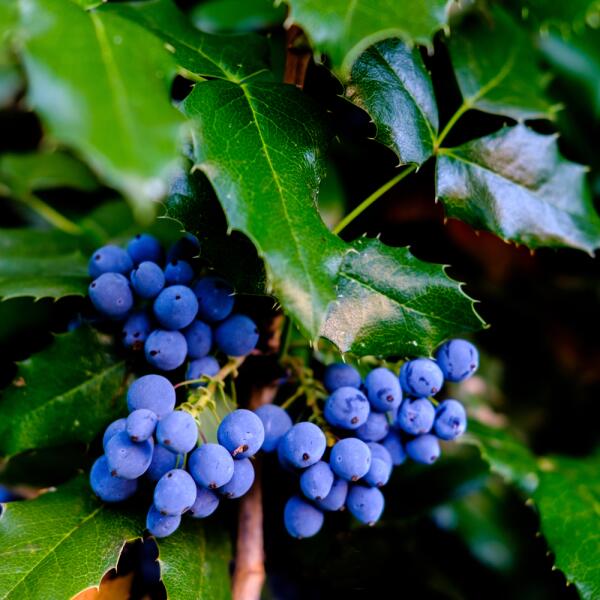 Североамериканский виноград - магония. Чем она привлекательна?