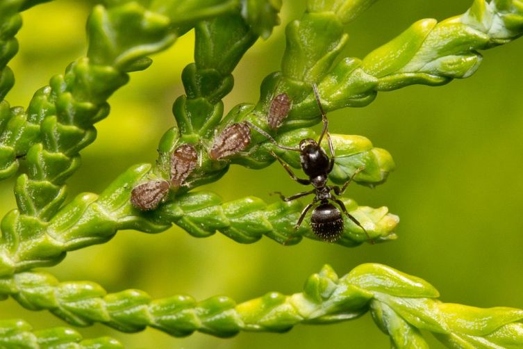 Черный садовый муравей и его 