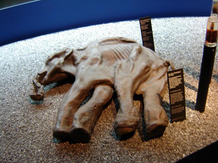 Извлечённый из многолетней мерзлоты Киргиляхский мамонт