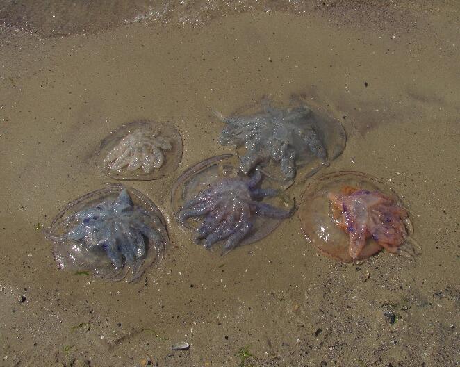 Медузы на черноморском пляже