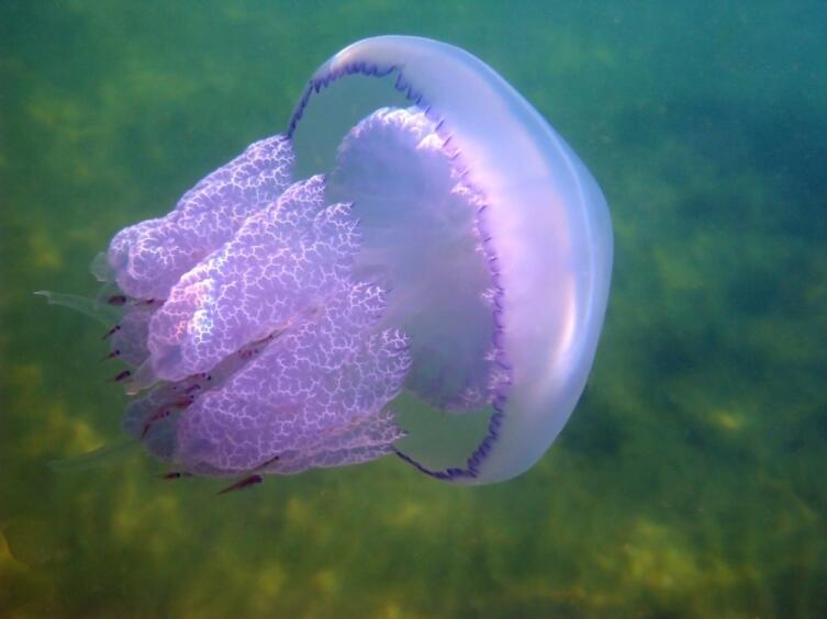 Медузами лучше любоваться на картинках